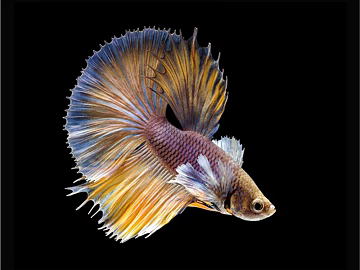 Animal painting texture (ID:ffabf8299)