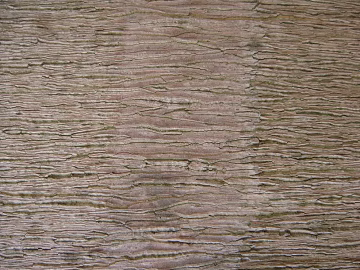 bark texture (ID:ffaeg85651)
