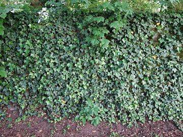 Tengman texture (ID:ffaeg75473)