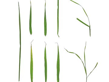 Plant PBR texture (ID:ffach833281)