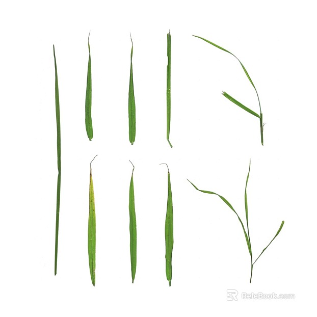 Plant PBR texture