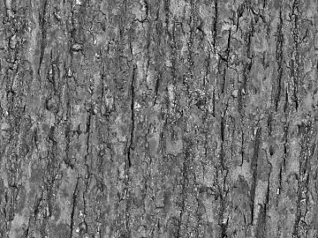 bark texture (ID:ffacg38503)