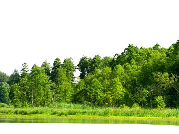 Green Lakeside Forest Exterior Map texture (ID:ffaeh909364)
