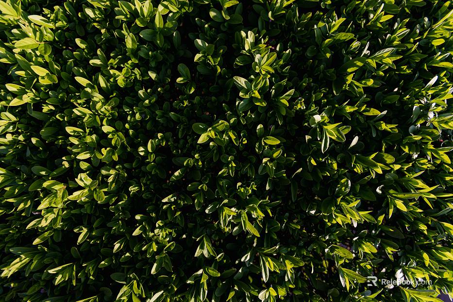 Plants texture