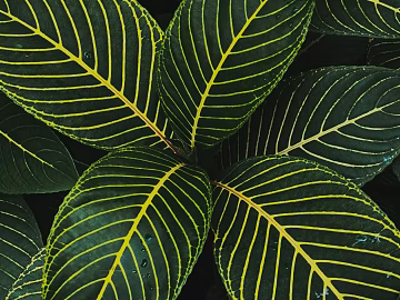 leaves texture (ID:ffabg39927)