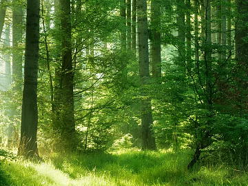 Morning Fog Forest Natural Exterior Map texture (ID:ffaeh441676)