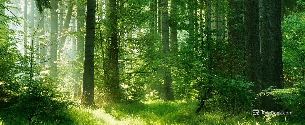 Morning Fog Forest Natural Exterior Map texture