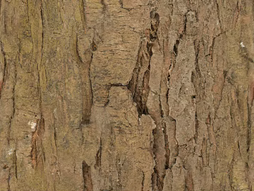 bark texture (ID:ffajg47288)