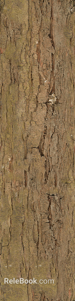 bark texture