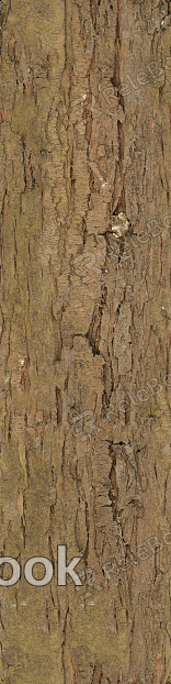 A close-up of a tree's bark, showcasing its rugged texture and organic pattern, predominantly in shades of brown with hints of green moss.