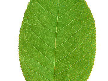 leaves texture (ID:ffaag97726)