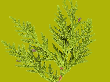 Green cypress branches and leaves natural decoration texture (ID:ffaeh135089)