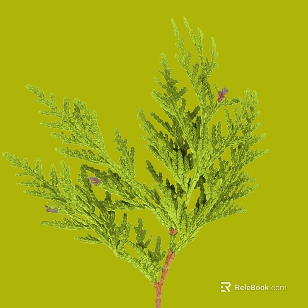 Green cypress branches and leaves natural decoration texture