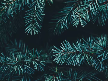 Plants texture (ID:ffaeg99458)