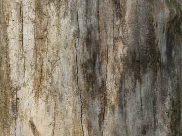 bark texture (ID:ffagg91956)
