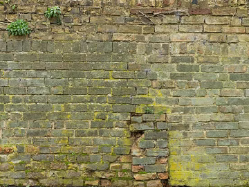 Green Planting on Cultural Stone Wall texture (ID:ffagg68456)