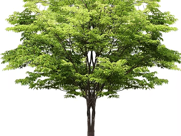 Tree texture (ID:ffaag55575)