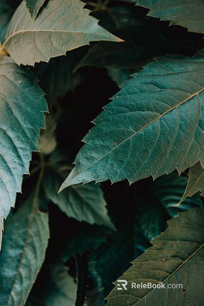 plant pattern texture