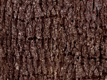 Dark brown tree bark decorative veneer 3d model