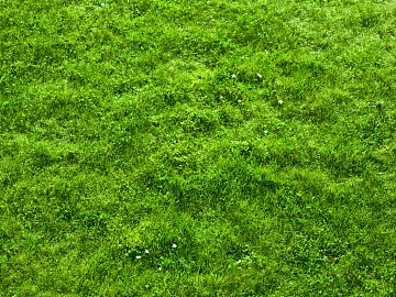 Turf texture (ID:ffaeg98993)