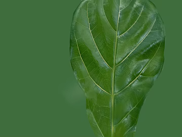 leaves texture (ID:ffaag93679)