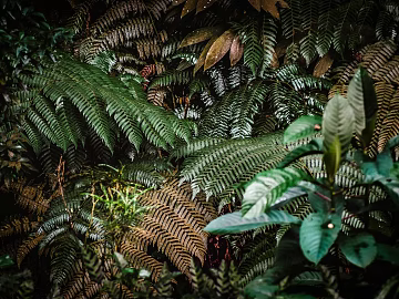 Plants texture (ID:ffabg46347)