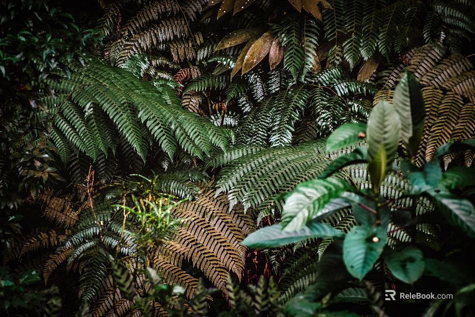 Plants texture