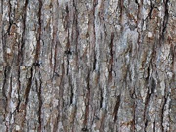 bark texture (ID:ffabf9018)
