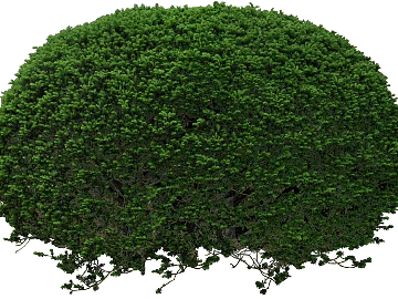 Plants texture (ID:ffabg53772)