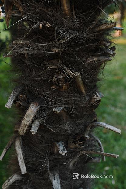 bark texture