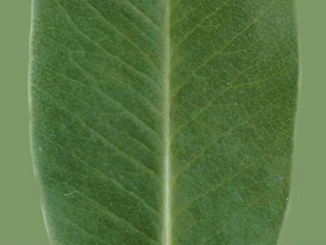 leaves texture (ID:ffagg17110)