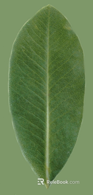 leaves texture