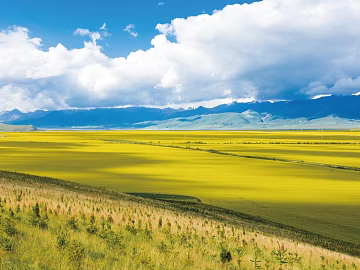 Wild Scenery texture (ID:ffaeg55040)