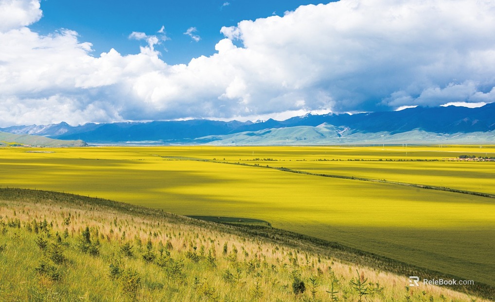 Wild Scenery texture