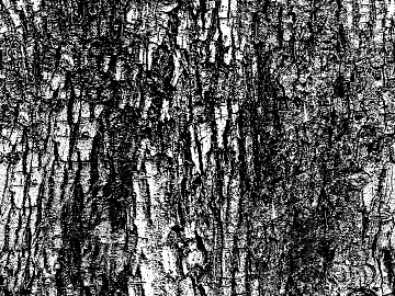 bark texture (ID:ffagg81222)