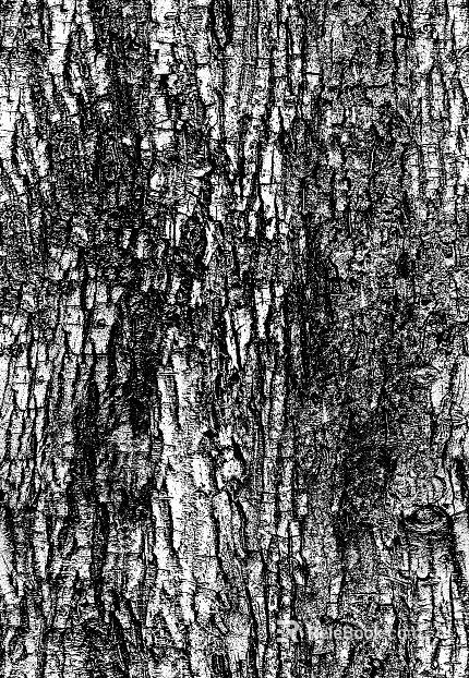 bark texture