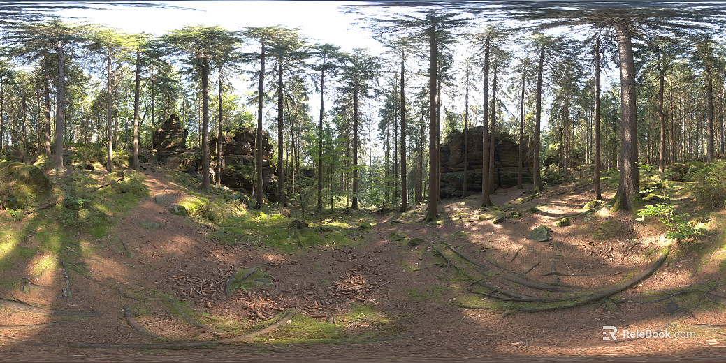 Outdoor Forest Shade Daytime HDR texture