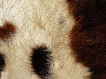 Animal Blanket Carpet texture (ID:ffagf9263)