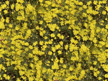 Flowers texture (ID:ffacg10291)