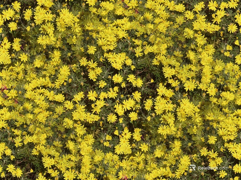 Flowers texture