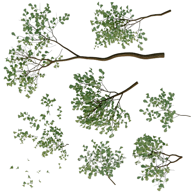 Plants texture