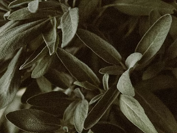 leaves texture (ID:ffaeg26488)