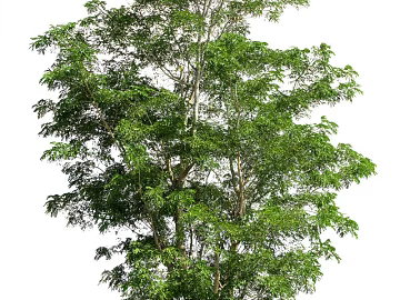 Plants texture (ID:ffagg46262)