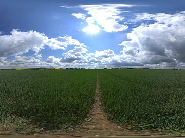 Field texture (ID:ffabg20981)