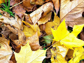 leaves texture (ID:ffagg33338)