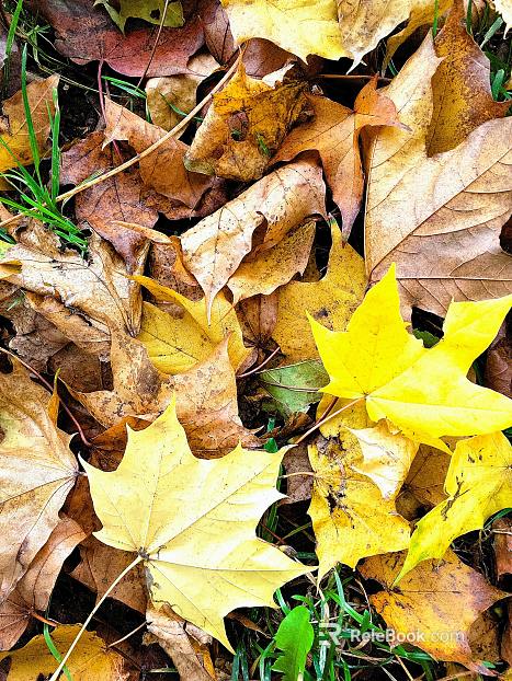 leaves texture