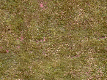 grass grass grass grass grass grass grass grass grass grass grass grass grass grass grass grass grass grass grass grass texture (ID:ffach343938)