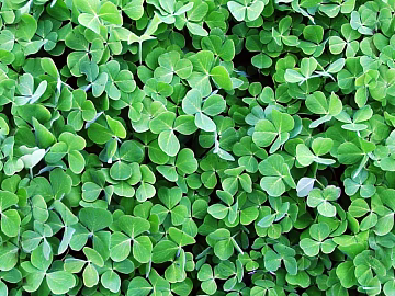 leaves texture (ID:ffagg05390)