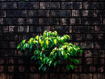 plant pattern texture (ID:ffagg16748)