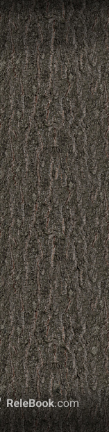 bark texture
